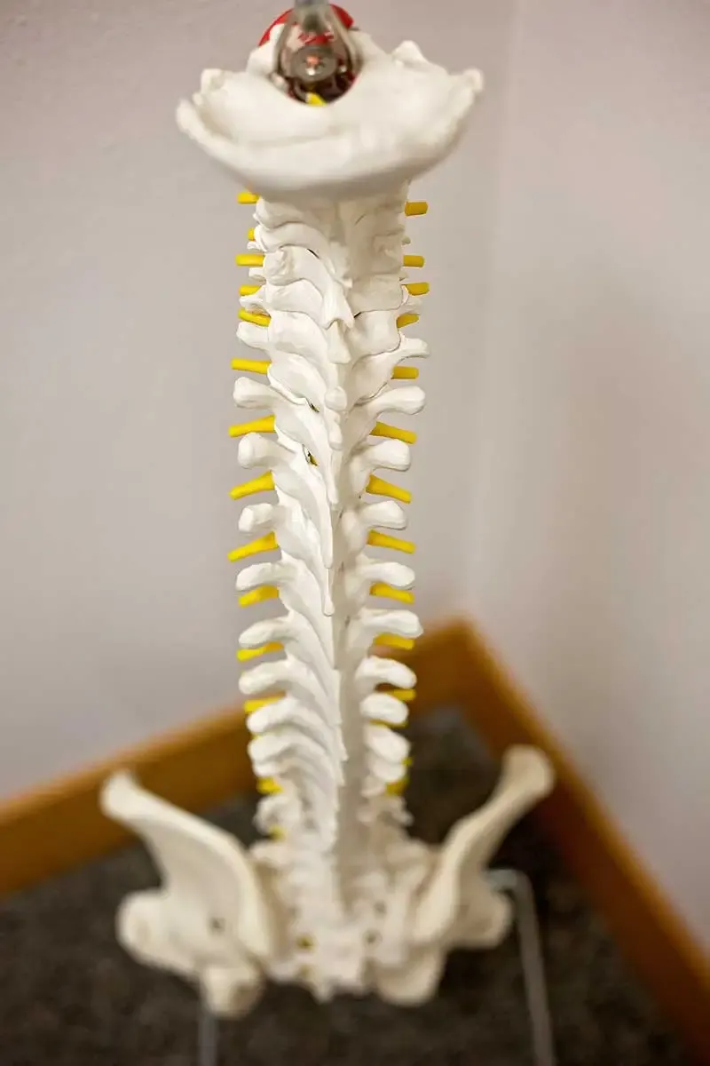 Tubbs Chiropractic Spine Model